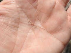Aristida warburgii