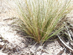 Aristida warburgii
