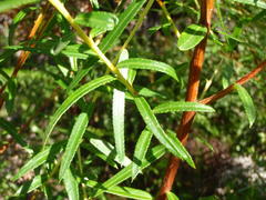 Empleurum unicapsulare