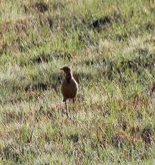 Macronyx capensis colletti