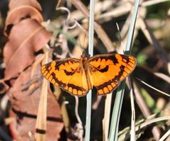 Byblia anvatara acheloia
