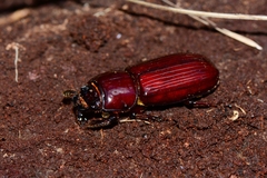 Aulacocyclus edentulus