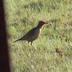 Macronyx capensis colletti