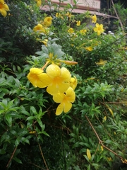 Allamanda cathartica