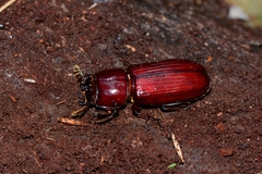 Aulacocyclus edentulus