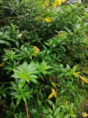 Allamanda cathartica
