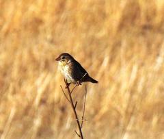 Euplectes progne progne