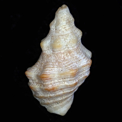 Phycothais reticulata