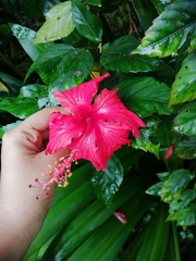 Hibiscus rosa-sinensis