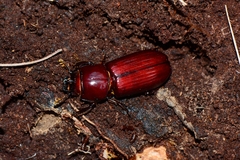 Aulacocyclus edentulus