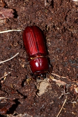Aulacocyclus edentulus