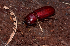 Aulacocyclus edentulus