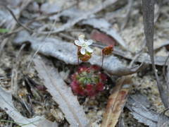 Drosera micrantha