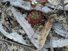 Drosera micrantha