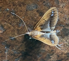 Diaphania fumosalis