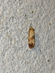 Neocochylis millierana