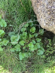 Pelargonium inodorum
