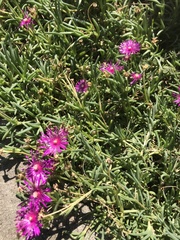 Delosperma cooperi