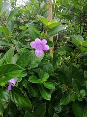 Barleria obtusa