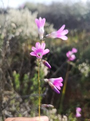 Ixia sobolifera carnea