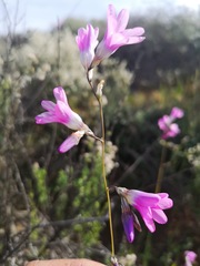 Ixia sobolifera carnea