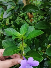 Barleria obtusa