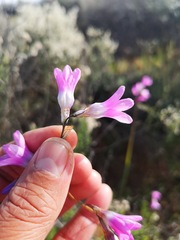 Ixia sobolifera carnea