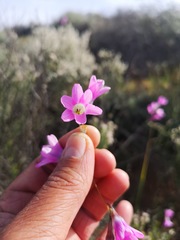Ixia sobolifera carnea