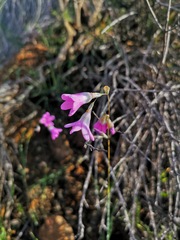Ixia sobolifera carnea