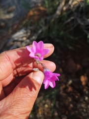 Ixia sobolifera carnea