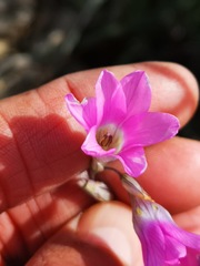 Ixia sobolifera carnea