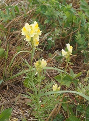 Linaria biebersteinii ruthenica