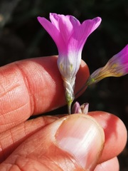Ixia sobolifera carnea