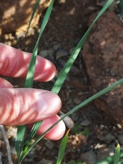 Ixia sobolifera carnea