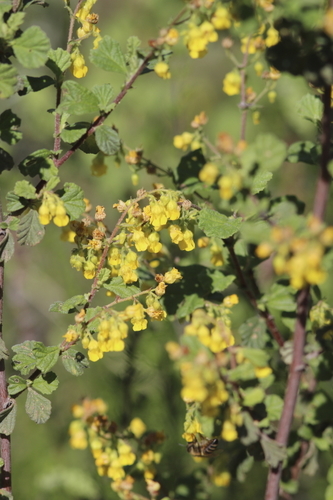 Image of Hermannia alnifolia by (c) Karen Eichholz, some rights reserved (CC BY)