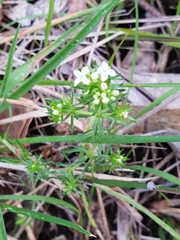Asperula scoparia