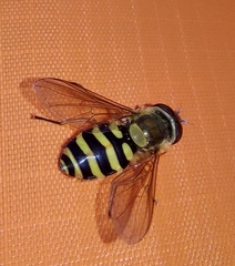Syrphus ribesii