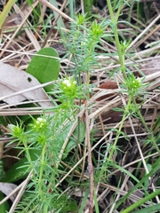 Asperula scoparia