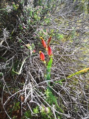 Hesperantha vaginata