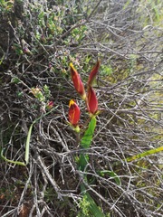 Hesperantha vaginata