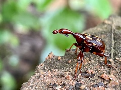 Cycnotrachelus flavotuberosus