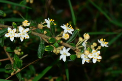 Asterolasia asteriscophora albiflora