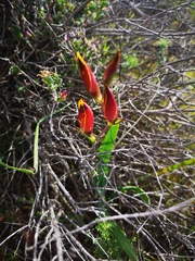 Hesperantha vaginata