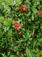 Ixora