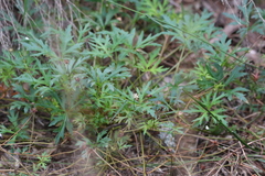 Trachymene procumbens