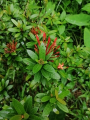 Ixora