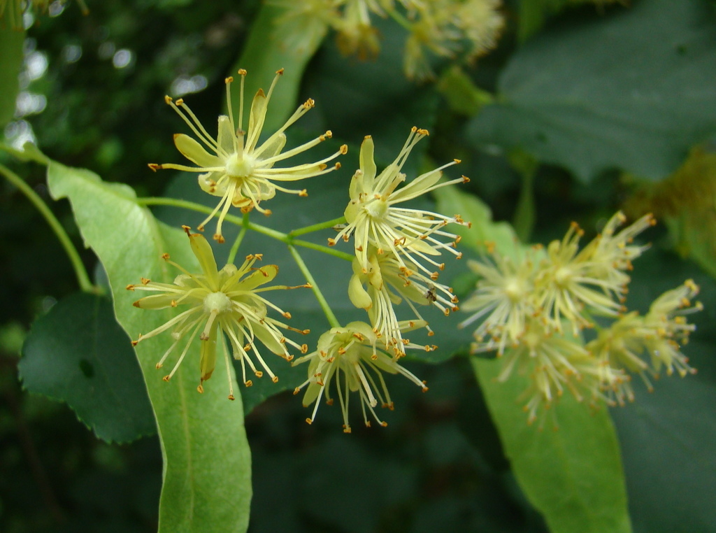 basswood