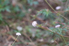 Trachymene procumbens