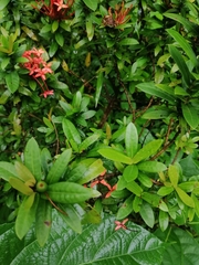 Ixora