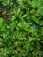 Ixora